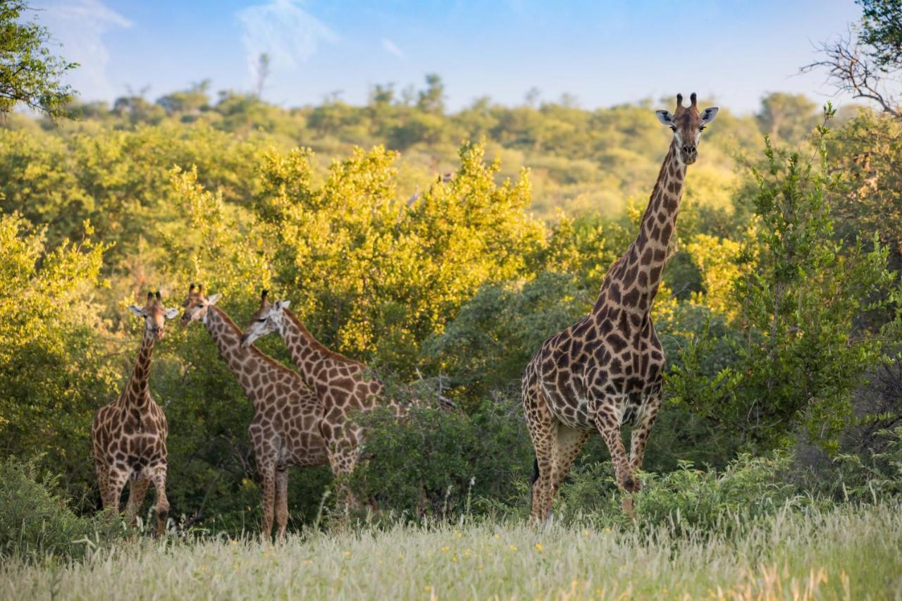 Mountain View Safari Lodge フッドスプルイト エクステリア 写真